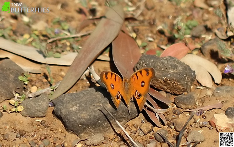 Butterflies